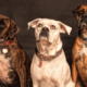 Divorce is going to the dogs!