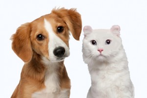 Pet Trusts