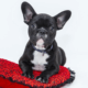 Caring for our animals through the use of a Pet Trust