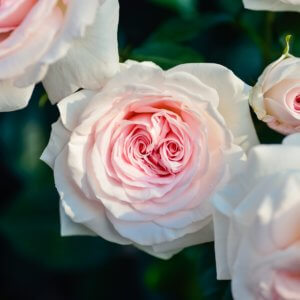 Cremation, Organ Donation, Funeral Arrangements and Your Estate Plan